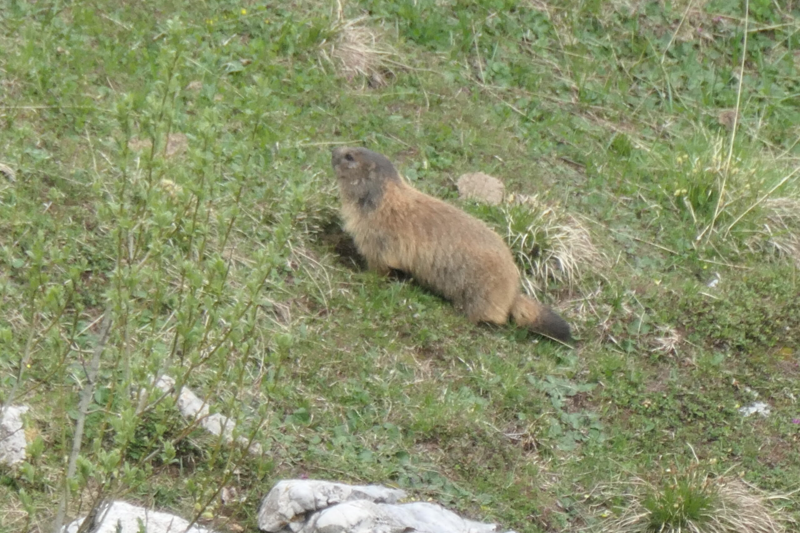 Il regno delle marmotte