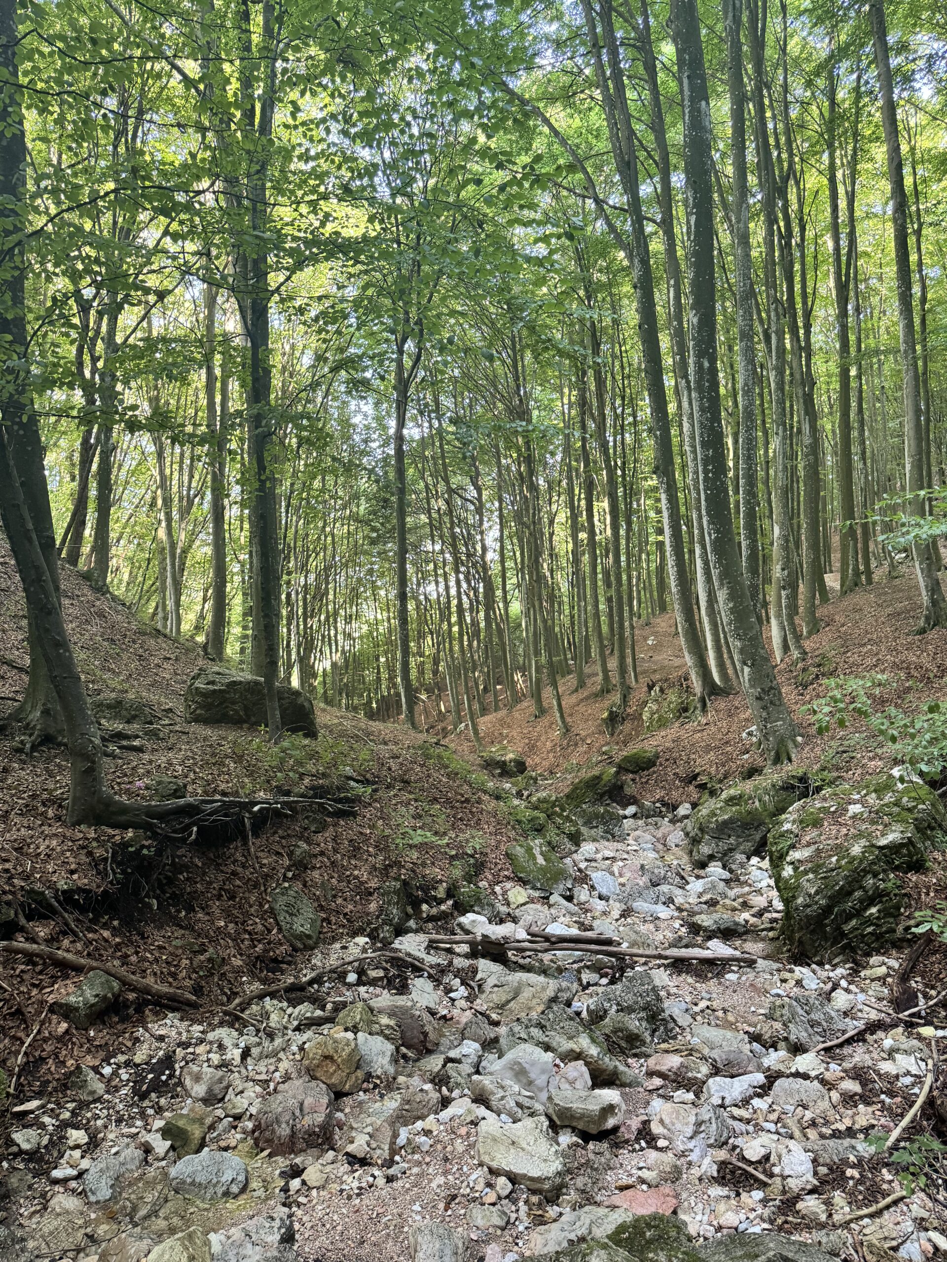 Il Bosco di faggi (2)