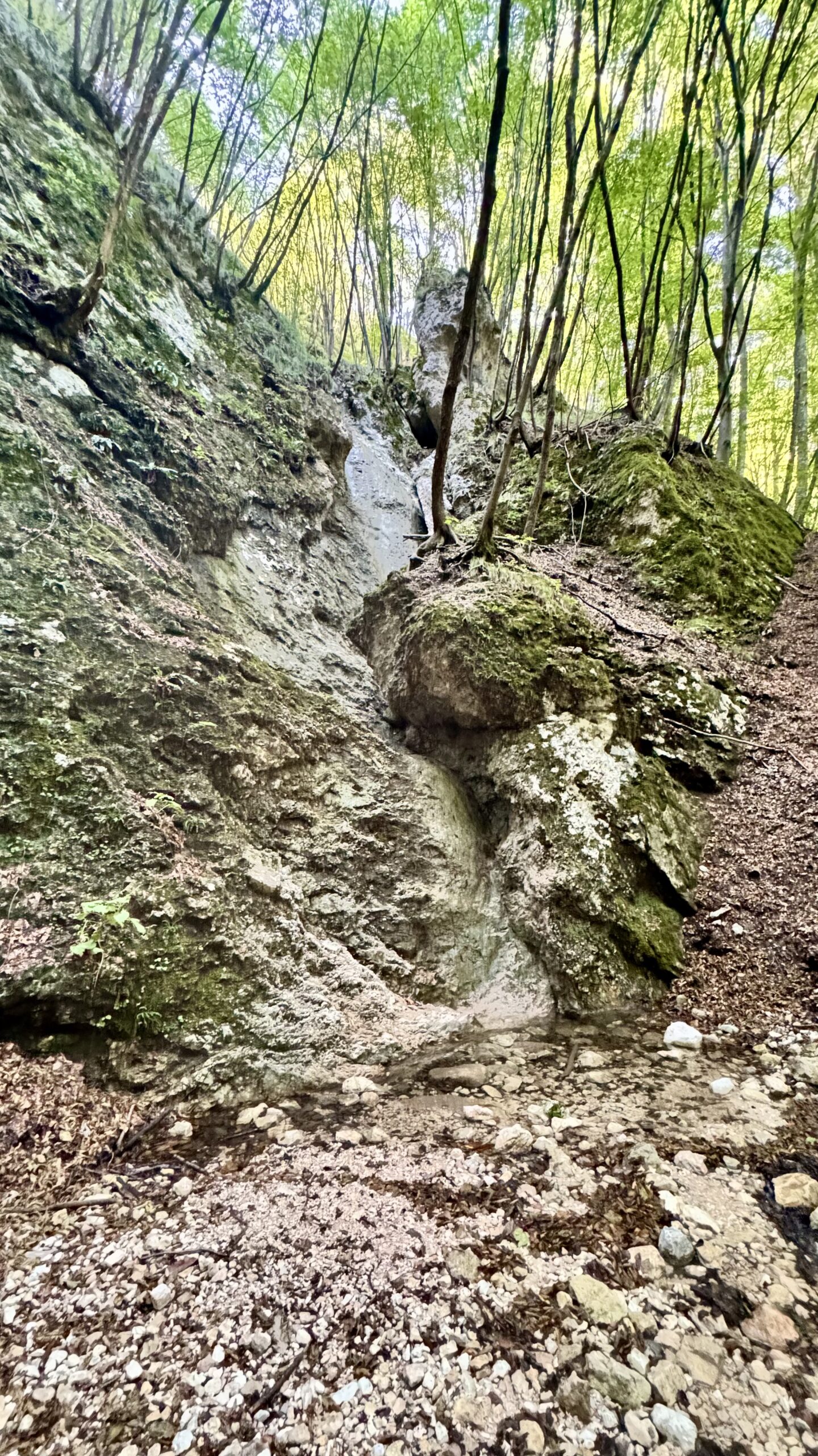 La cascata nel bosco di faggi senza acqua