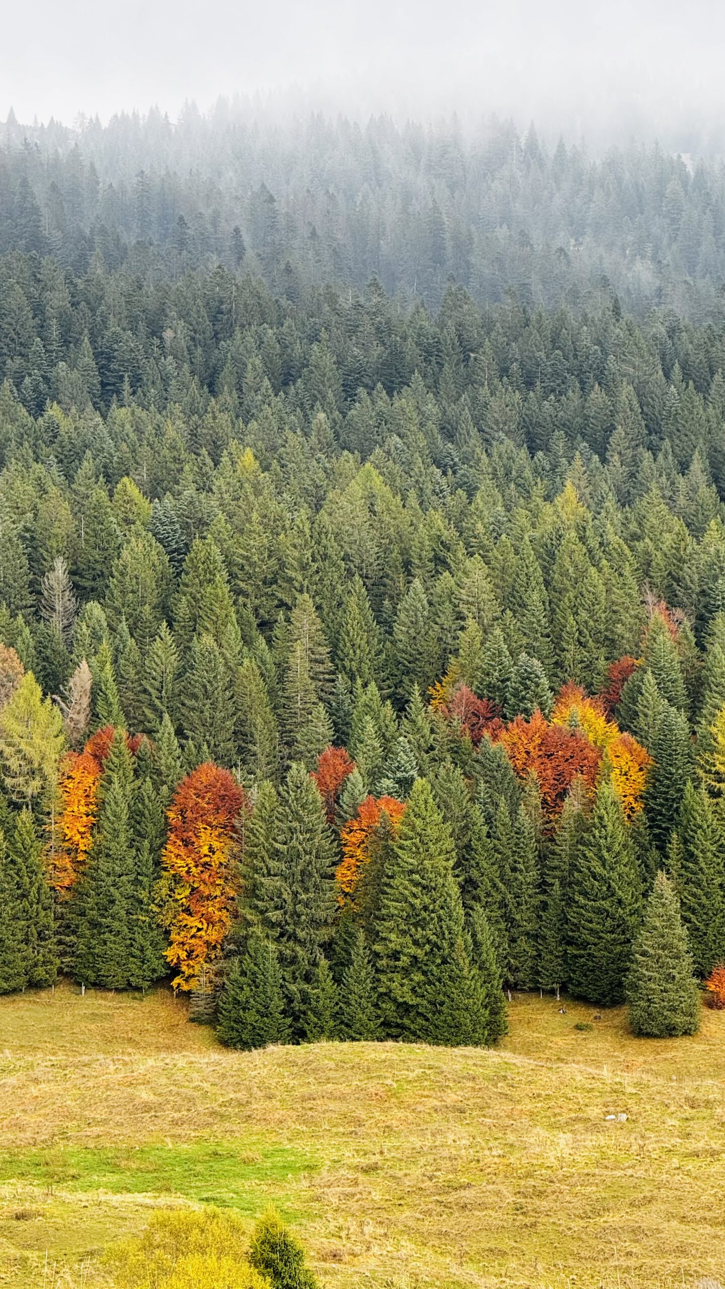 Colori d'autunno