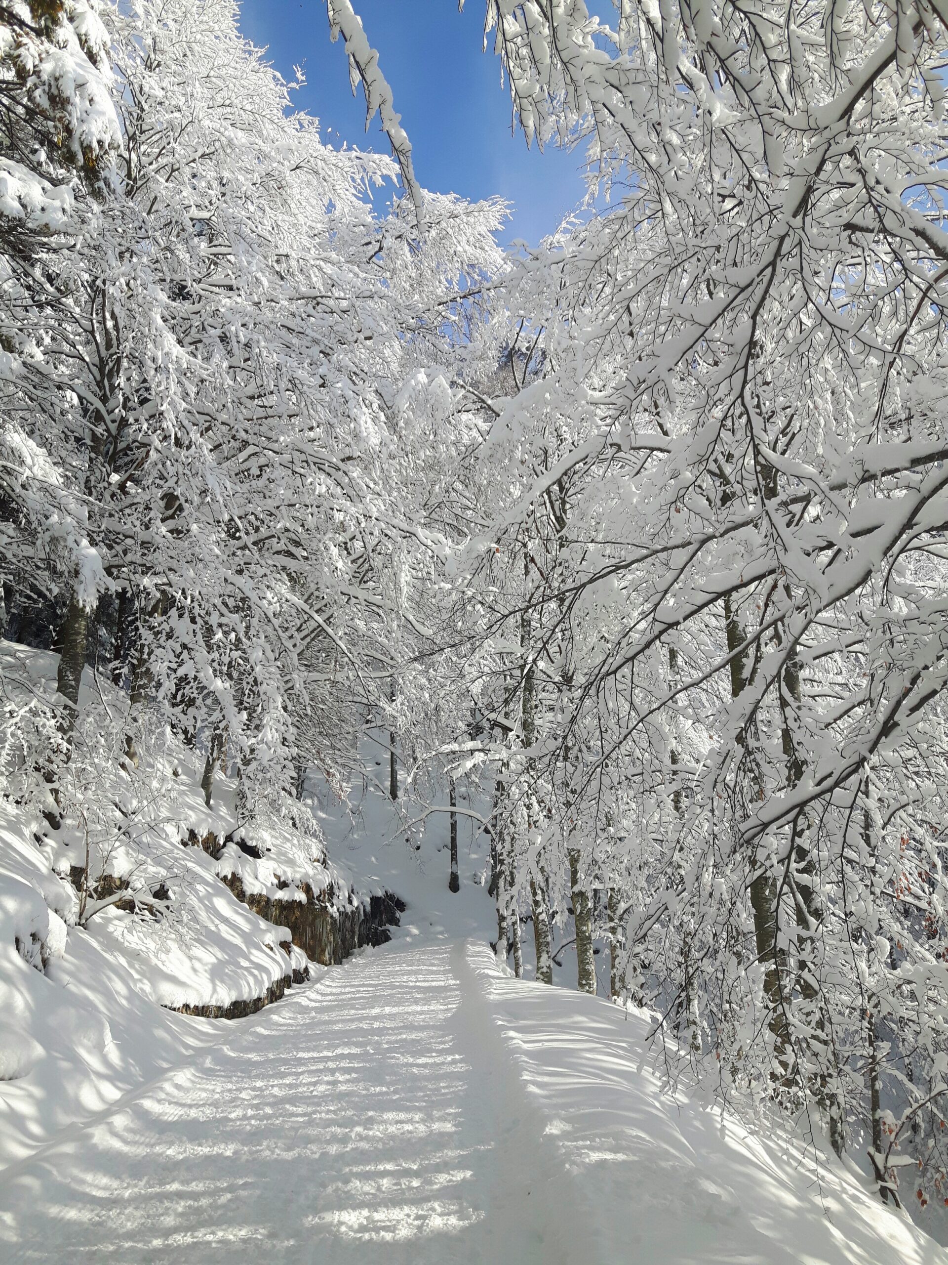 Itinerario su strade forestali frequentate